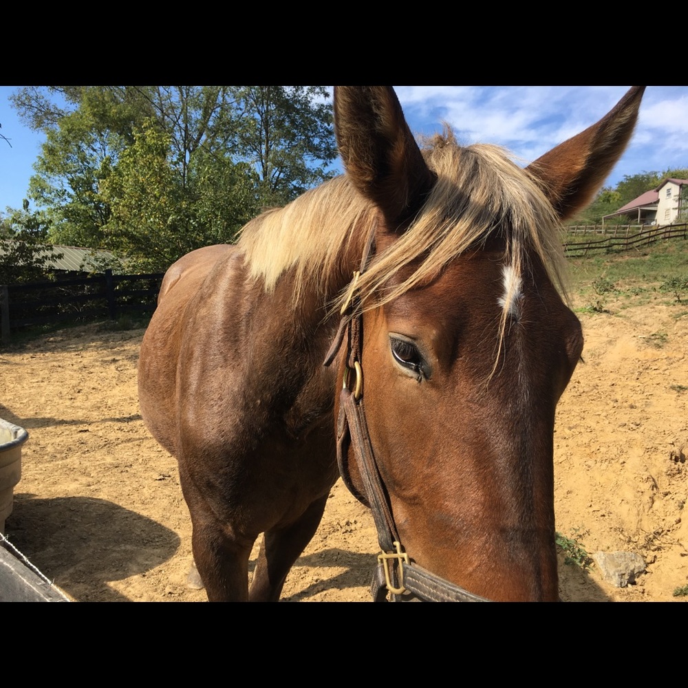 Meet your Posher, James